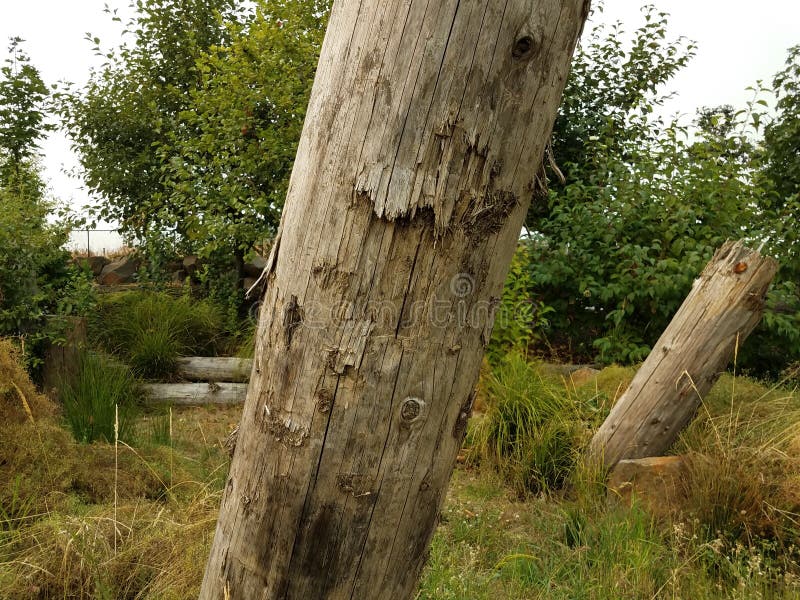 Brown Dead Tree Trunks and Green Trees and Grasses Stock Photo Image