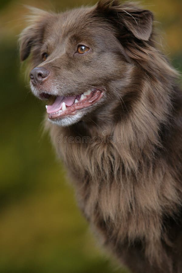 Portrait of the head of a smiling brown dog. Smiling asking stock images, royalty-free photos and pictures