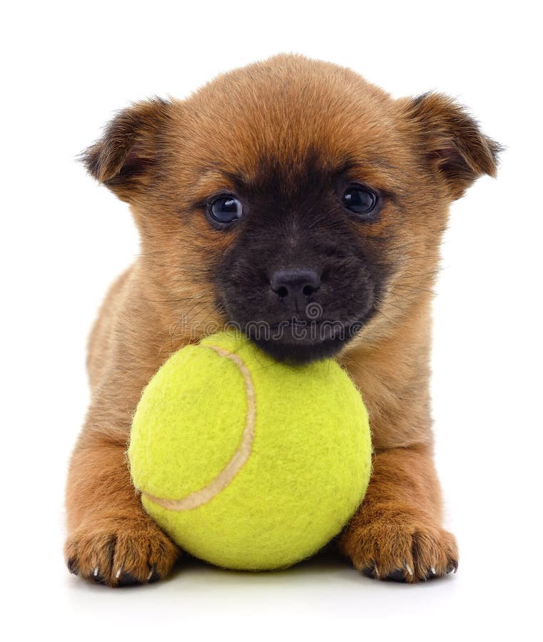 dog with ball