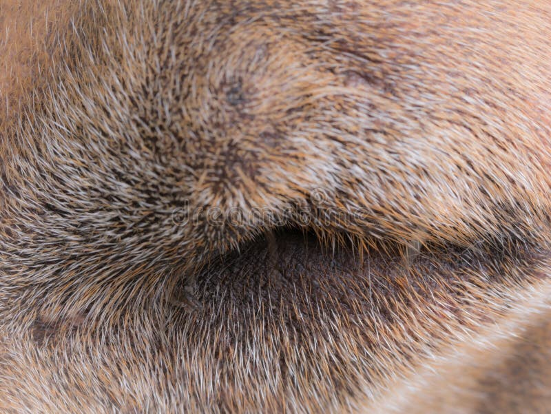 Brown Dog with Eye Closed stock image. Image of domestic 113565997