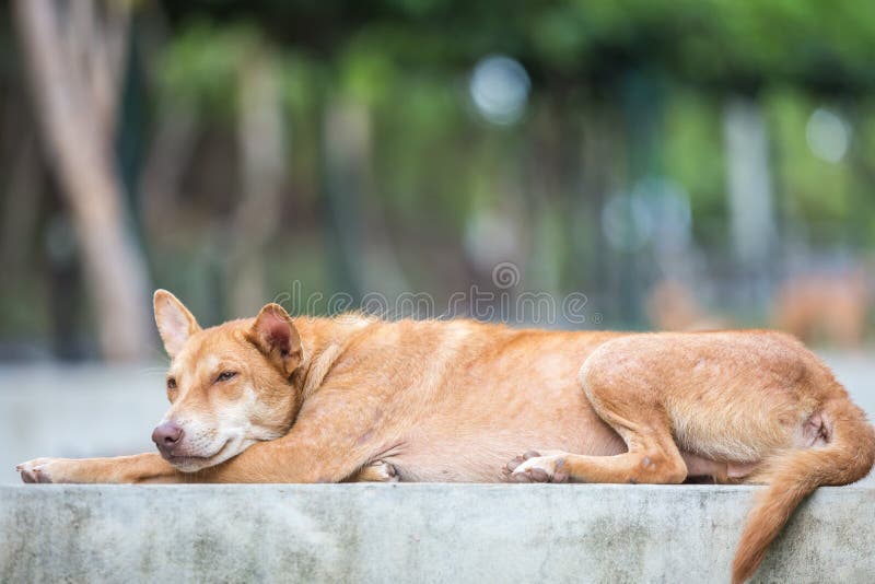 Brown dog laying on cement platform