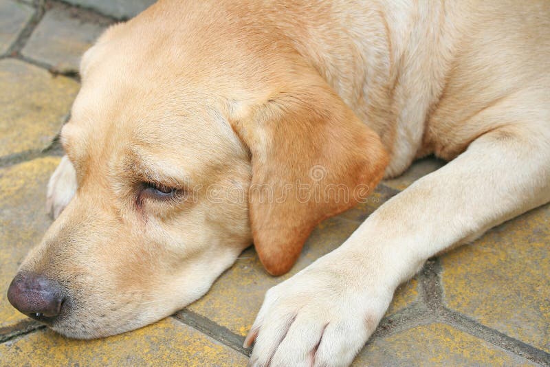 Brown dog laying down on the floor royalty free stock image Brown dog laying down on the floor royalty free stock image