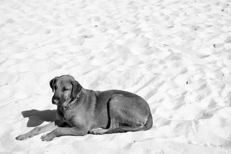 pet lover white sand