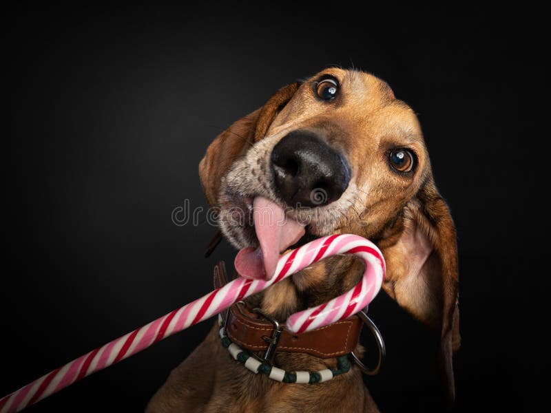 Brown dog licking a candy cane on a black background.