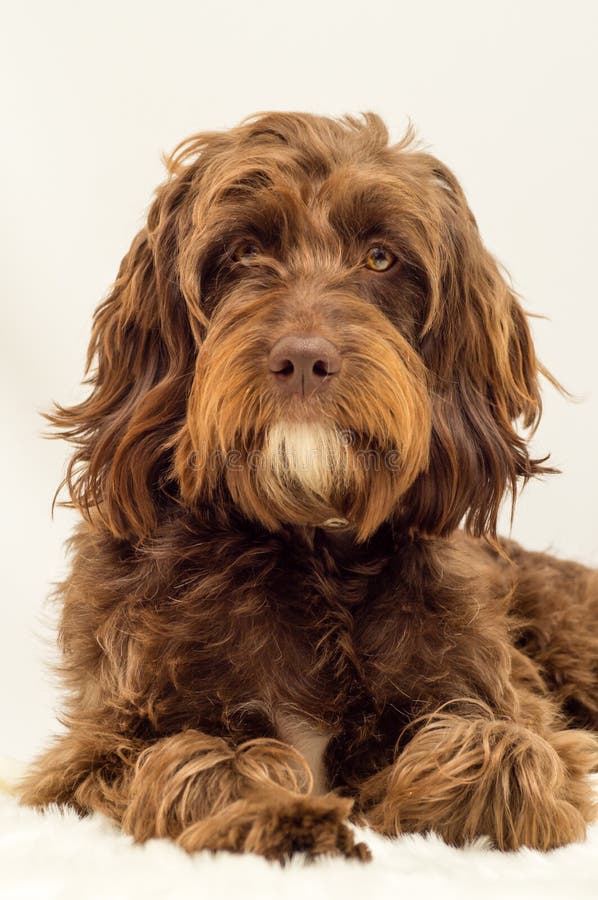 Brown Dog stock photo. Image of headshot, companion, pets 59044740