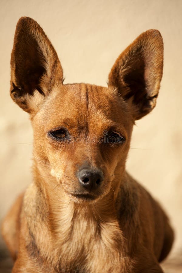 Cute dog with pointy ears stock photo. Image of ears