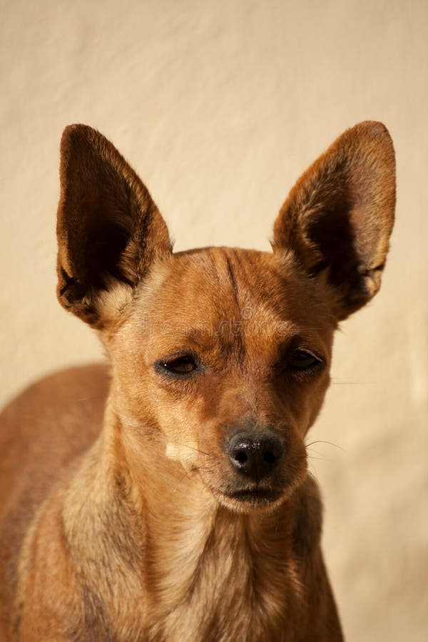 Brown dog with pointy ears stock photo. Image of ears