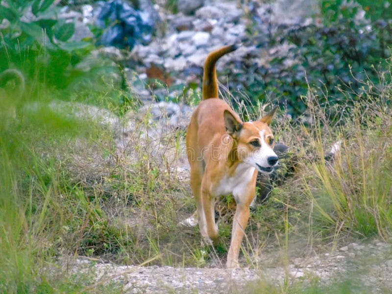 A Brown Dog Running Towards the Sound. Stock Image - Image of mammal ...