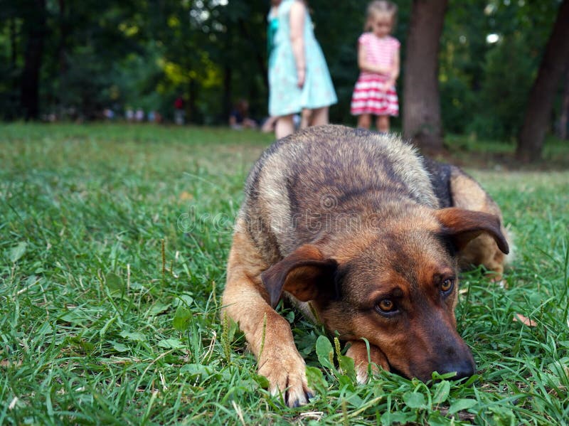Brown dog with sad eyes lying on the grass stock image