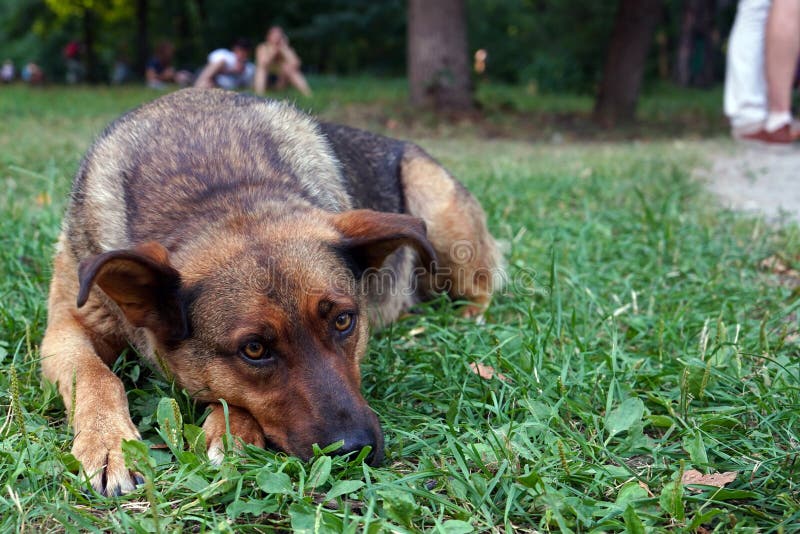 Brown dog with sad eyes lying on the grass stock photography