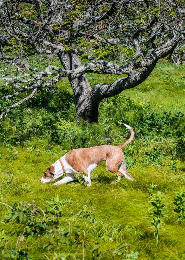 Brown Dog Searching in Tall Grass royalty free stock photography Brown Dog Searching in Tall Grass royalty free stock photography