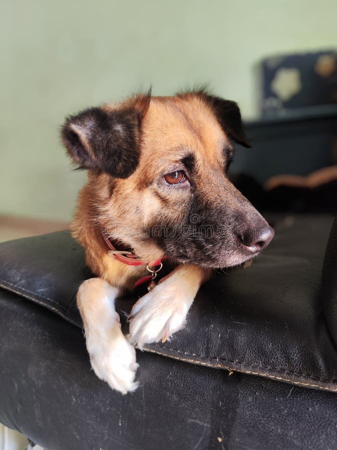 A Brown Dog Sitting on the