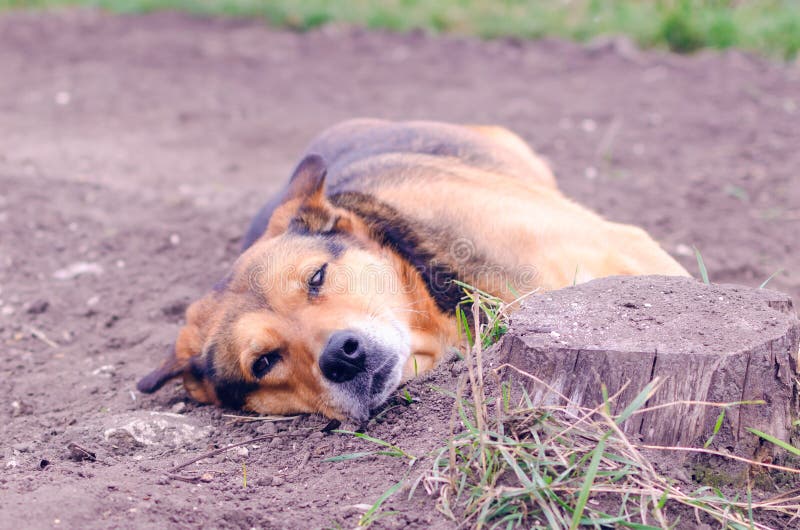 A Brown Dog is Sleeping on the Ground in the Garden Stock Image Image