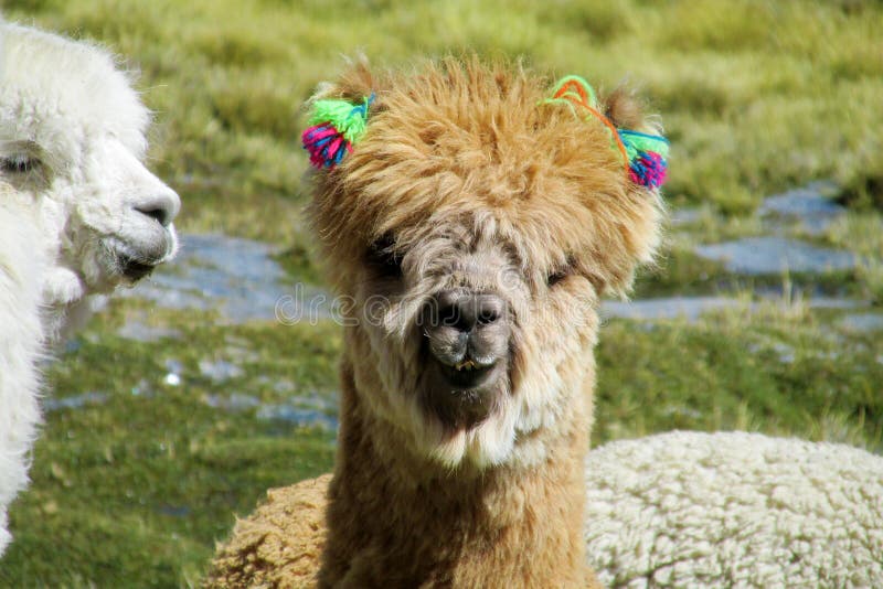 Brown domesticated llama portrait