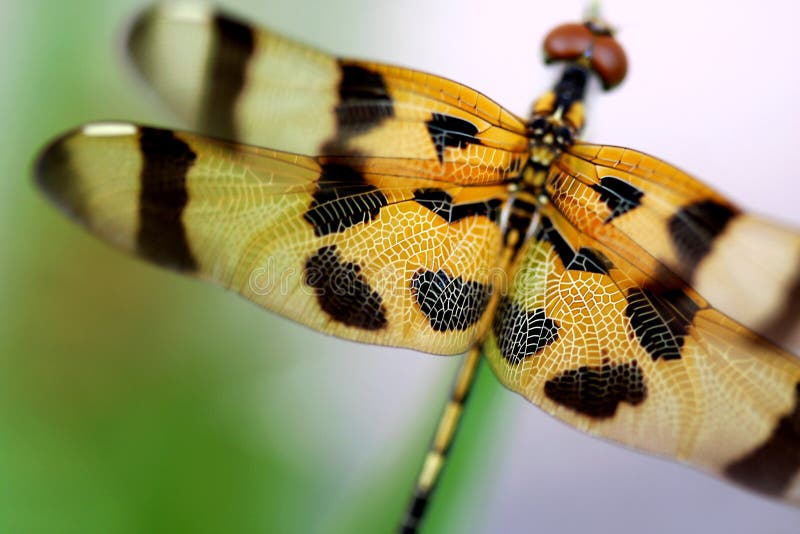 Brown dragonfly close up stock photos