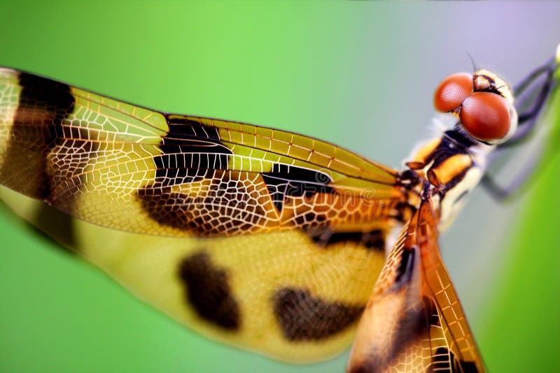Brown dragonfly close up stock images