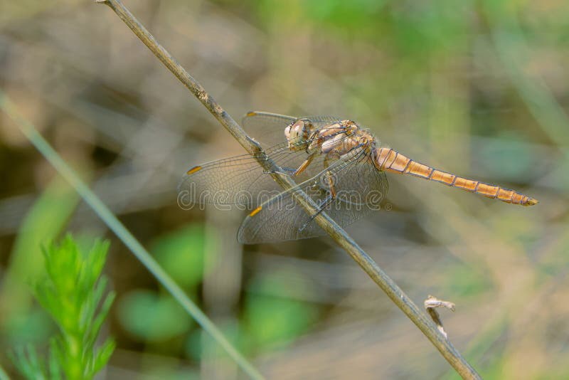 Dragonfly maro royalty free stock photography