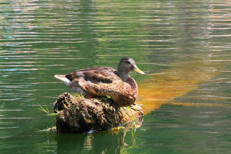 Brown Duck with Grey Head Sitting on the Piece of Land on the Water Stock Photo Image of wild
