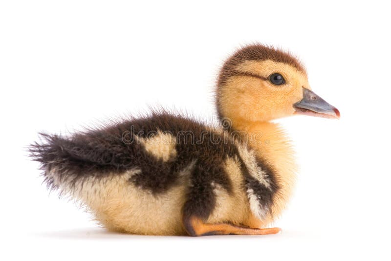 Brown duckling