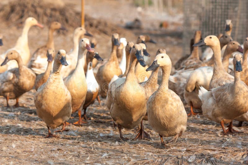 Brown ducks in farm stock photo. Image of farmn, animal 63088456