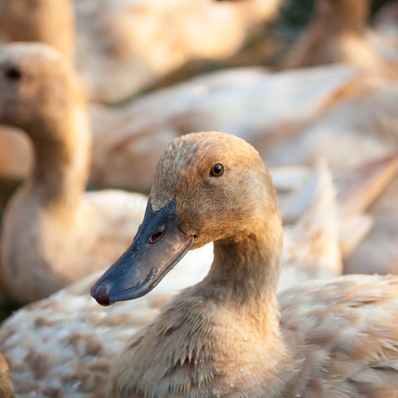 Brown ducks in farm stock photo. Image of farmn, animal 63088456