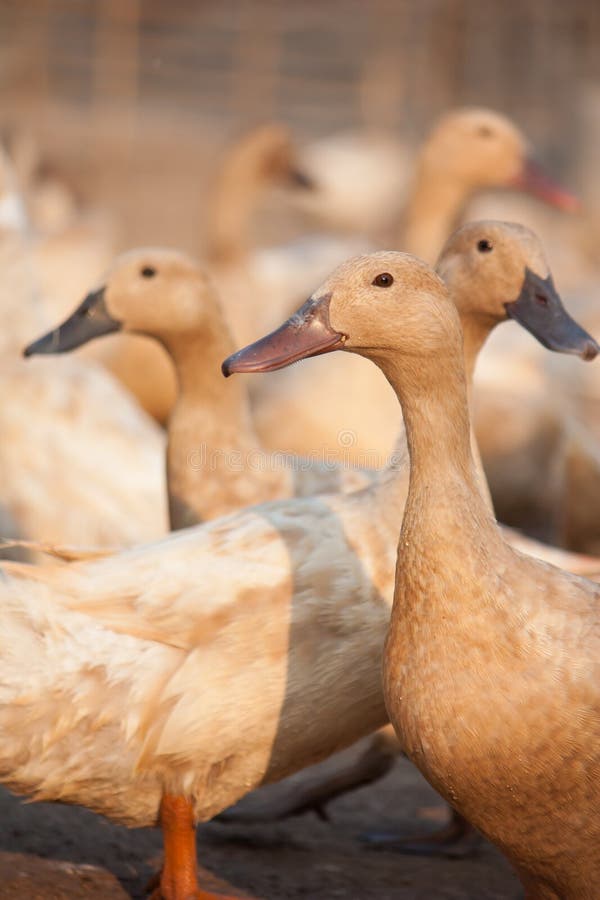 Brown ducks in farm stock image. Image of water, farm 63088471