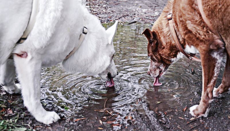 Brown e cane bianco delle coppie immagine stock libera da diritti Brown e cane bianco delle coppie immagine stock libera da diritti