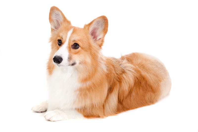 Corgi castanho e branco imagem de stock