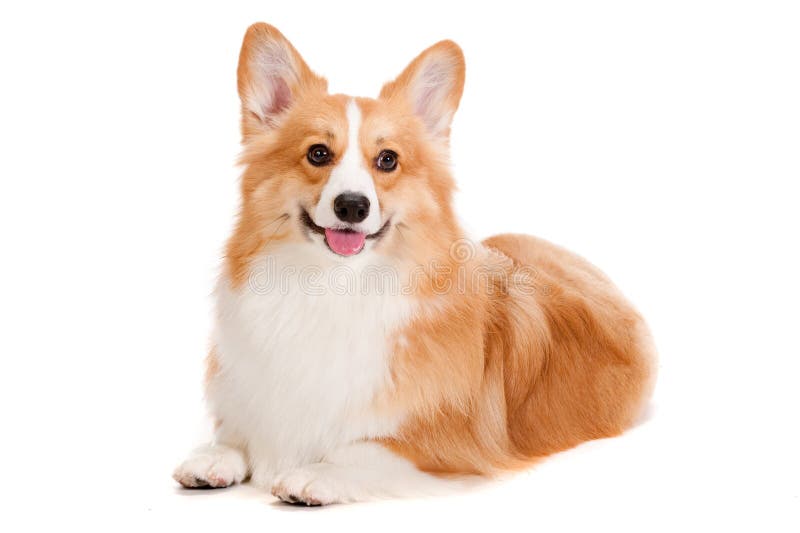 Corgi castanho e branco fotos de stock