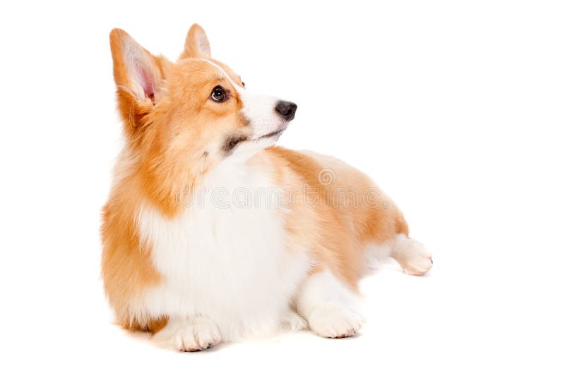 Corgi castanho e branco foto de stock royalty free