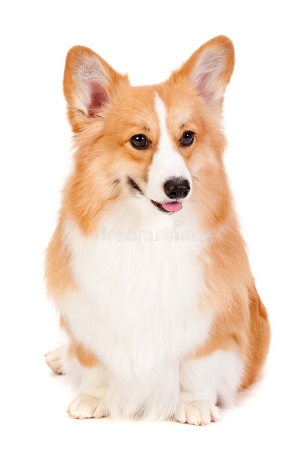 Corgi castanho e branco imagem de stock royalty free