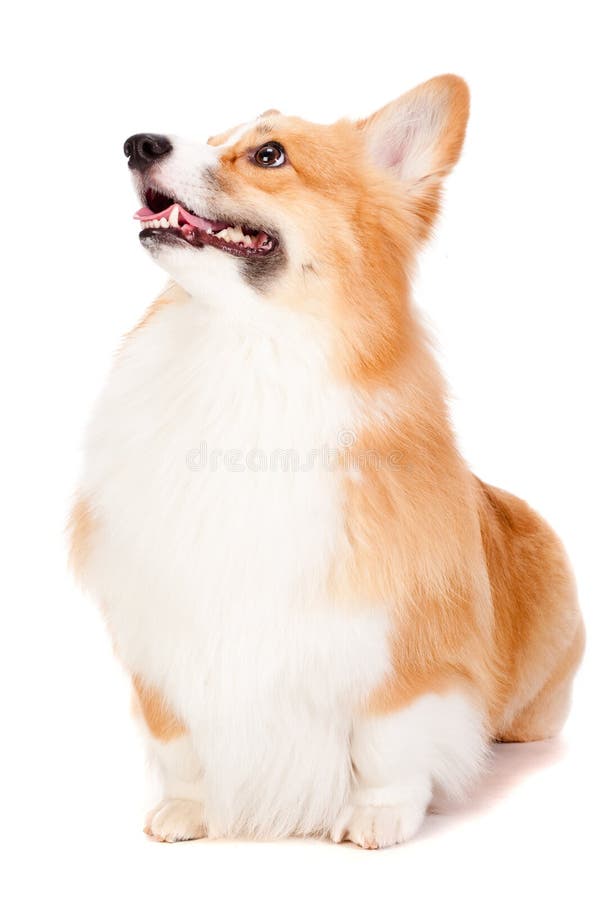 Corgi castanho e branco fotografia de stock