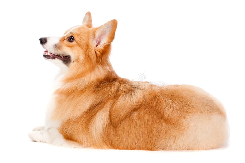 Corgi castanho e branco fotos de stock