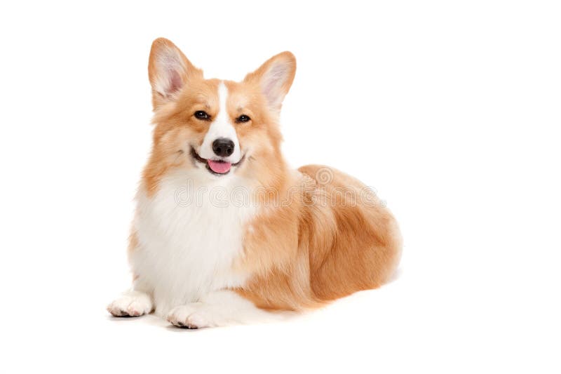 Corgi castanho e branco foto de stock