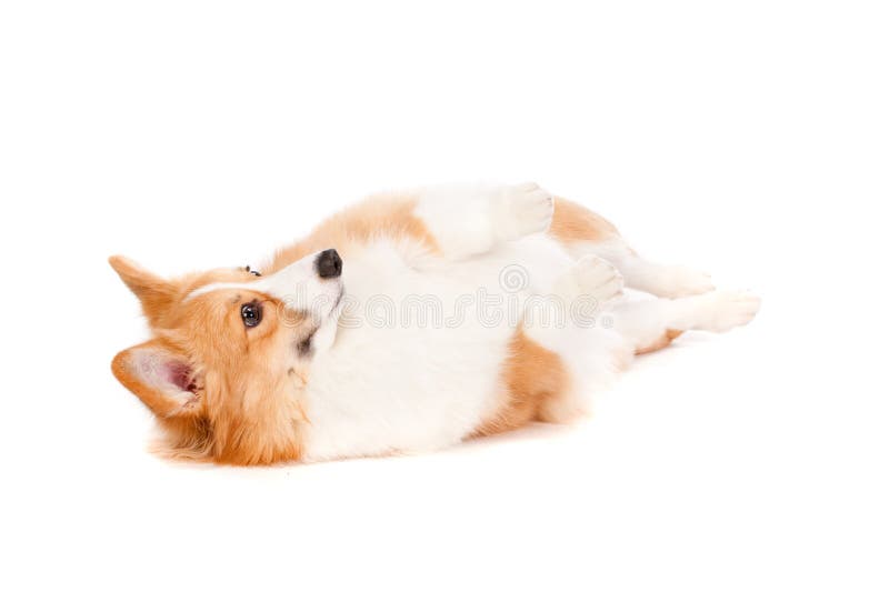 Corgi castanho e branco imagem de stock royalty free