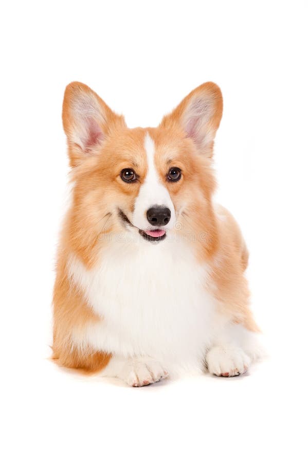Corgi castanho e branco imagem de stock