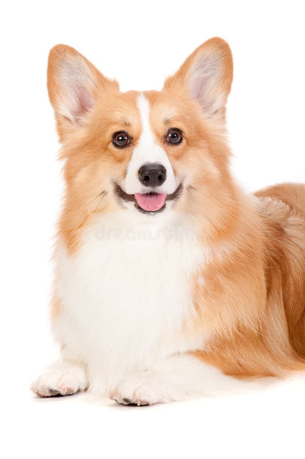 Corgi castanho e branco fotografia de stock royalty free