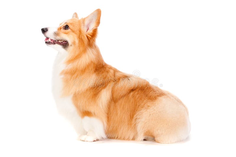 Corgi castanho e branco imagem de stock