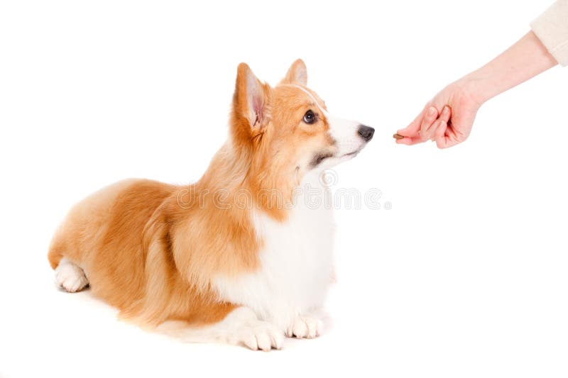 Corgi castanho e branco fotos de stock