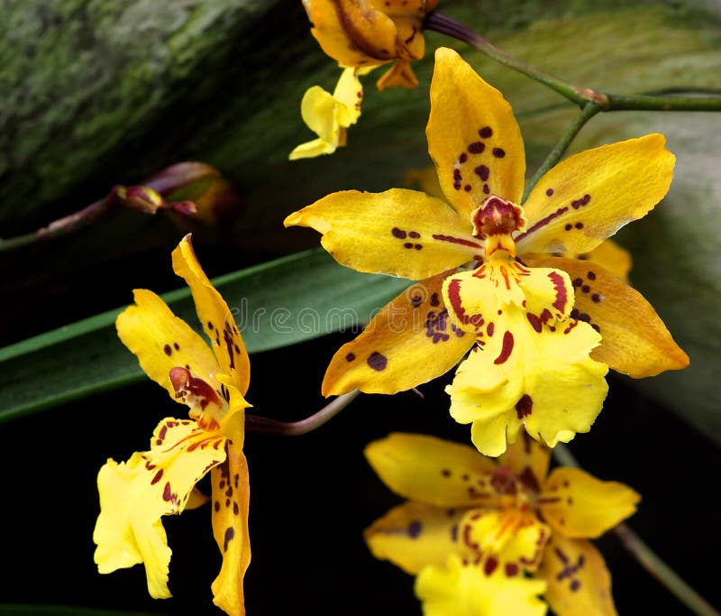 Brown E Orquídea Amarela De Oncidium Imagem de Stock - Imagem de tropical,  amarelo: 140731933