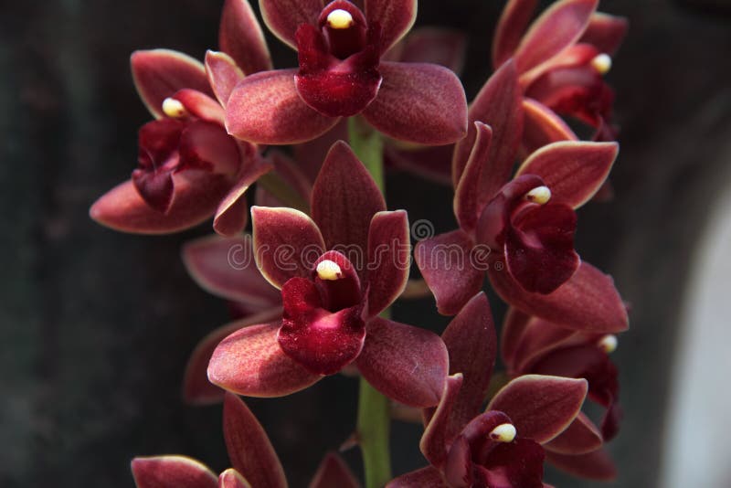 Brown E Orquídea Vermelha (Cymbidium Híbrido) Imagem de Stock - Imagem de  marrom, planta: 46838045