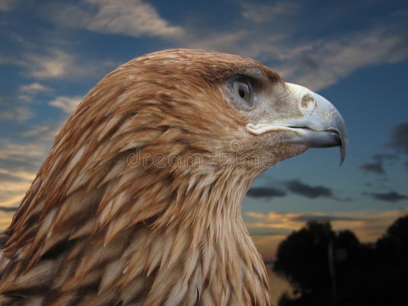36,871 Brown Eagle Stock Photos - Free & Royalty-Free Stock Photos from Dreamstime 36,871 Brown Eagle Stock Photos - Free & Royalty-Free Stock Photos from Dreamstime