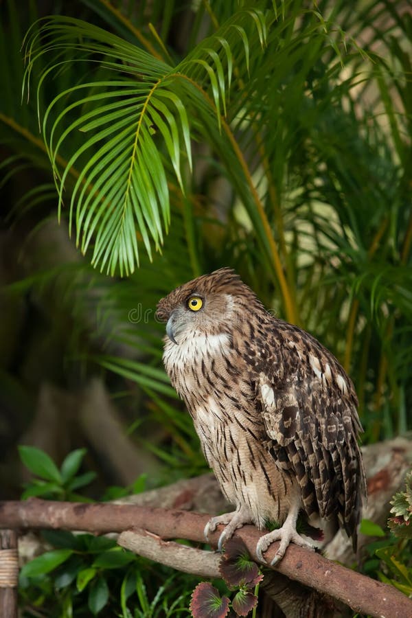 Brown eagle owl