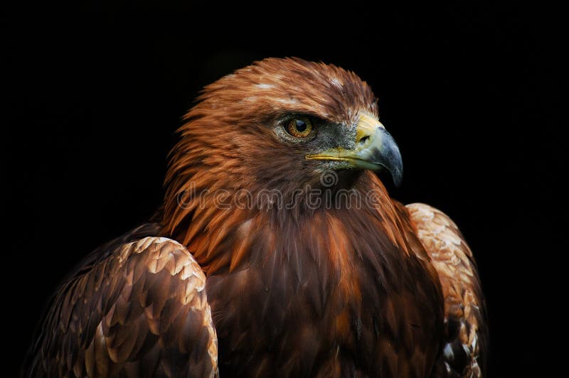36,871 Brown Eagle Stock Photos - Free & Royalty-Free Stock Photos from  Dreamstime
