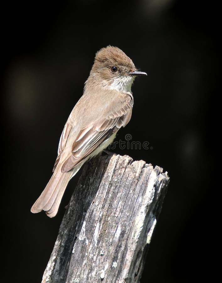 Brown Eastern Phoebe Bird On Old Fence Post