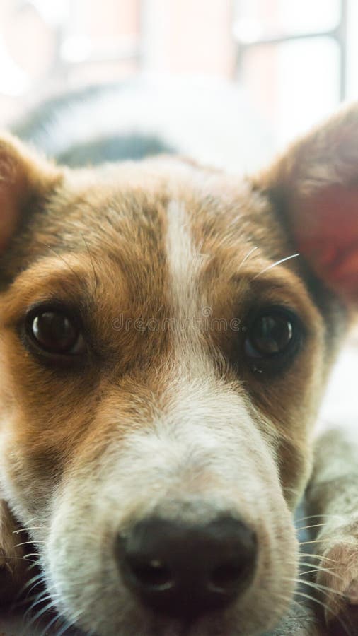 Brown ed il colore bianco, sveglio e piccolo, Terrier hanno mescolato il cane domestico amichevole indiano della razza con gli oc immagini stock Brown ed il colore bianco, sveglio e piccolo, Terrier hanno mescolato il cane domestico amichevole indiano della razza con gli oc immagini stock