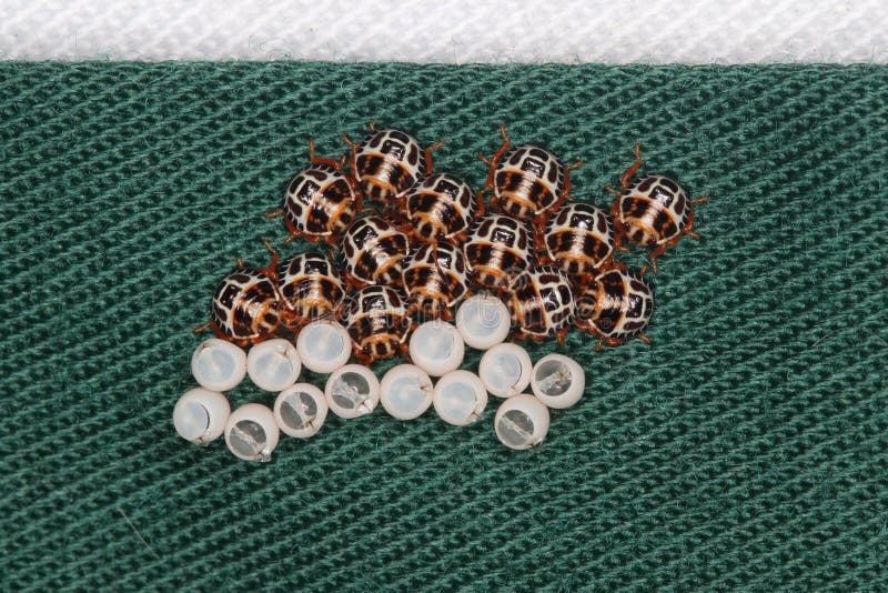 Brown egg marmorated stink bug hatchlings at Stick stock photos