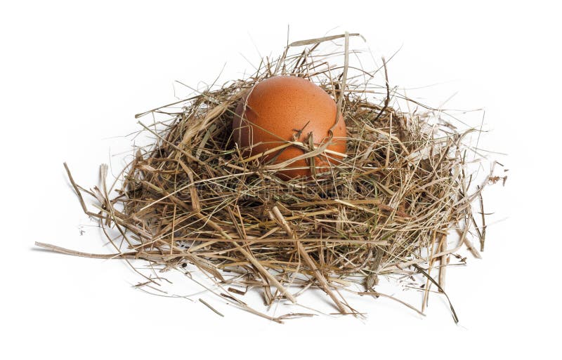 Brown egg in nest