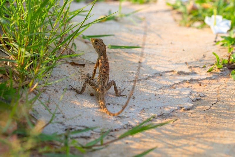 Brown-Eidechse auf weißem Sand im grünen Gras Exotisches Tier in der wilden Natur Tropischer Dschungelwaldeinwohner stockbilder Brown-Eidechse auf weißem Sand im grünen Gras Exotisches Tier in der wilden Natur Tropischer Dschungelwaldeinwohner stockbilder