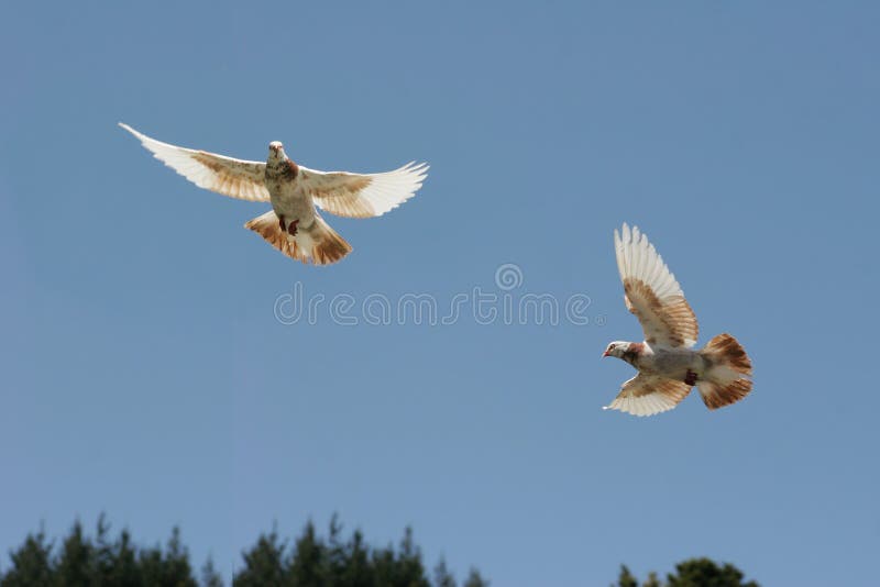 Brown et vol blanc de pigeon photo stock Brown et vol blanc de pigeon photo stock